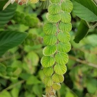 Phyllodium pulchellum (L.) Desv.